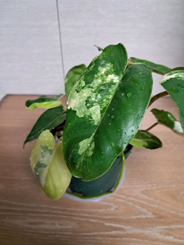 필로덴드론 버럴막스 바리에가타 이미지