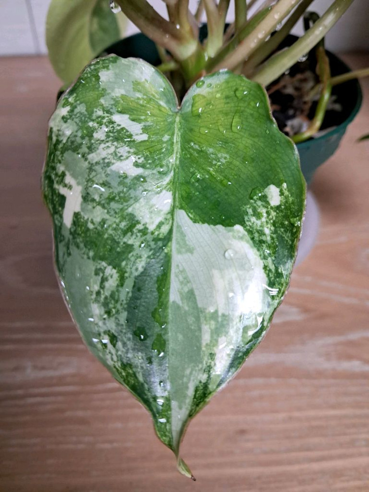 필로덴드론 버럴막스 바리에가타 이미지
