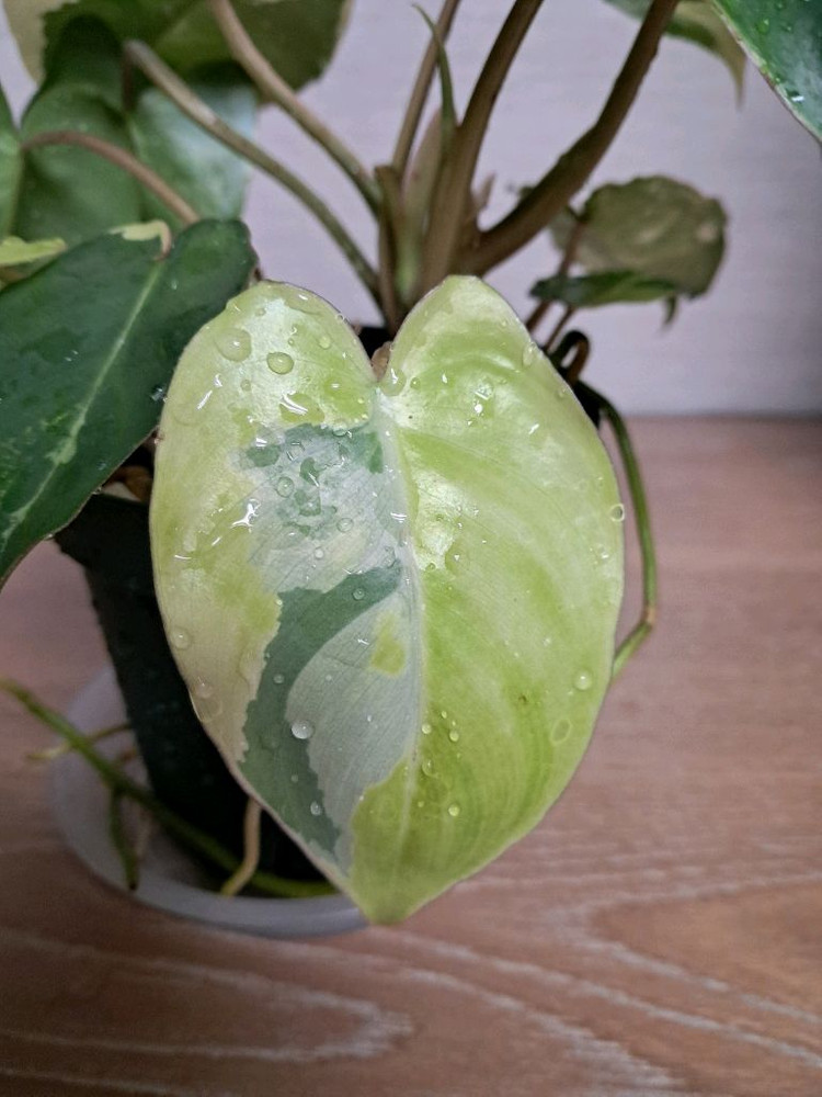 필로덴드론 버럴막스 바리에가타 이미지