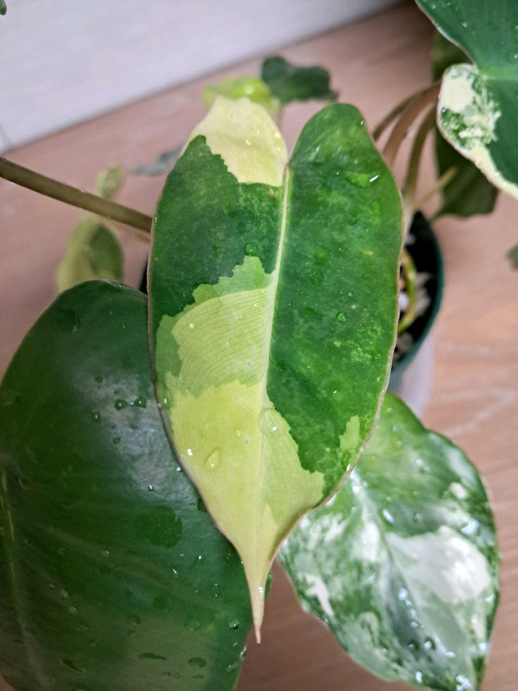 필로덴드론 버럴막스 바리에가타 이미지