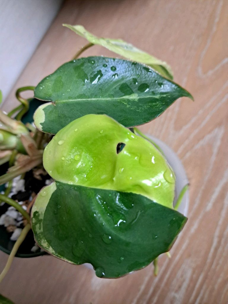 필로덴드론 버럴막스 바리에가타 이미지