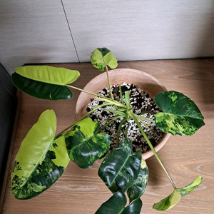 필로덴드론 버럴막스 바리에가타+이태리 토분