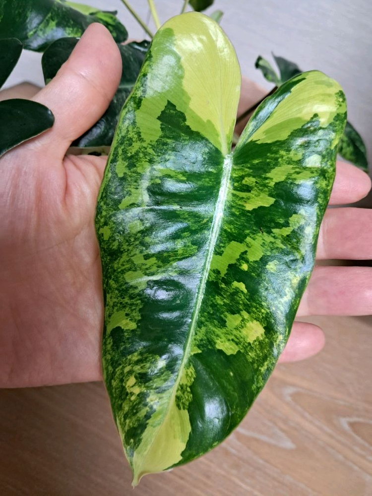 필로덴드론 버럴막스 바리에가타+이태리 토분 이미지