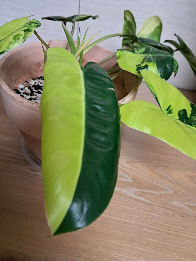 필로덴드론 버럴막스 바리에가타+이태리 토분 이미지