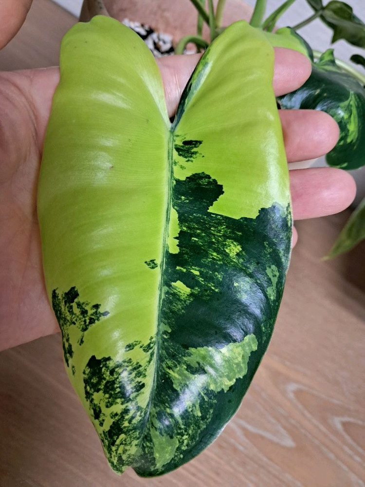 필로덴드론 버럴막스 바리에가타+이태리 토분 이미지