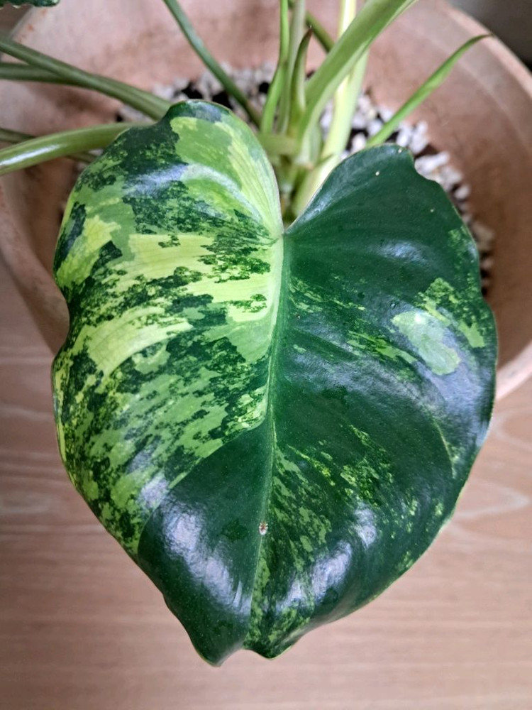 필로덴드론 버럴막스 바리에가타+이태리 토분 이미지