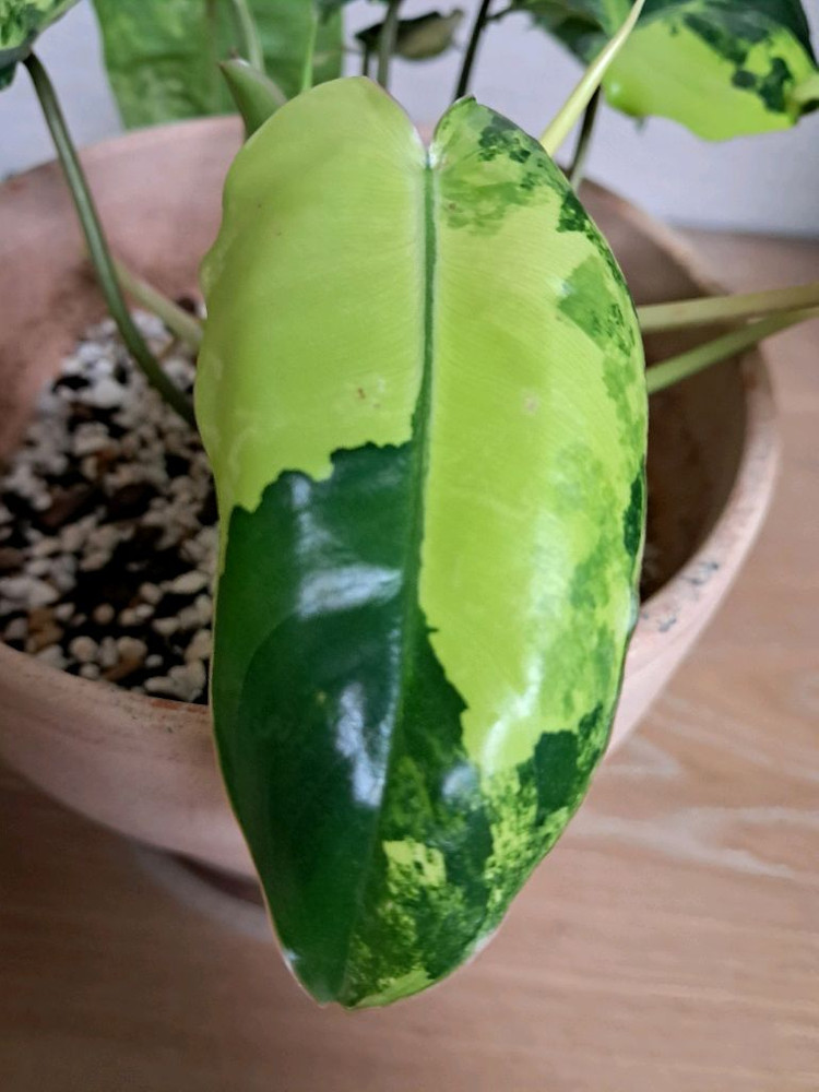 필로덴드론 버럴막스 바리에가타+이태리 토분 이미지