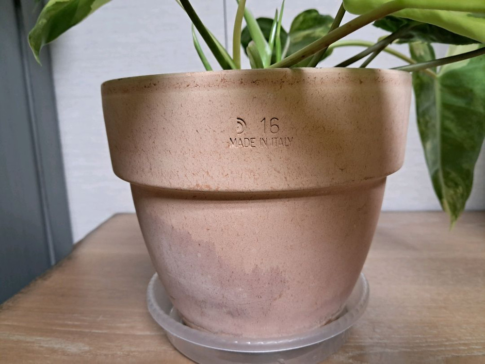 필로덴드론 버럴막스 바리에가타+이태리 토분 이미지