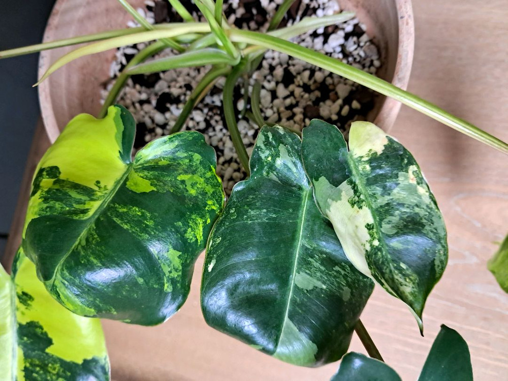 필로덴드론 버럴막스 바리에가타+이태리 토분 이미지