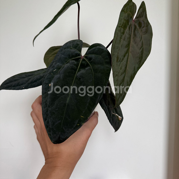 안스리움 에오스 다크폼 하이브리드--1
