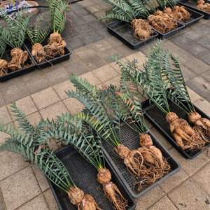 Encephalartos horridus 호리더스