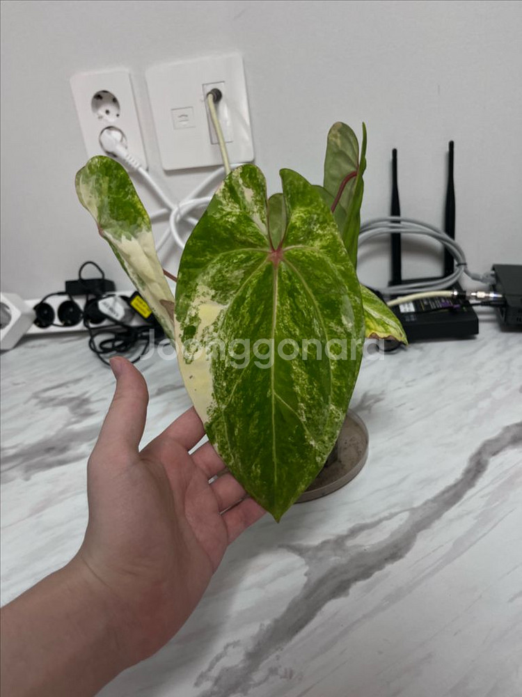 안스리움 에오스 하이브리드 바리에가타--0
