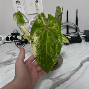 안스리움 에오스 하이브리드 바리에가타