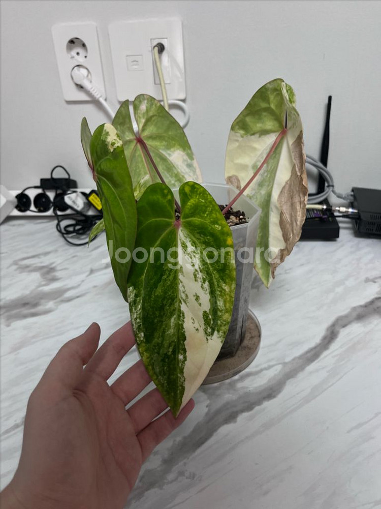 안스리움 에오스 하이브리드 바리에가타--3