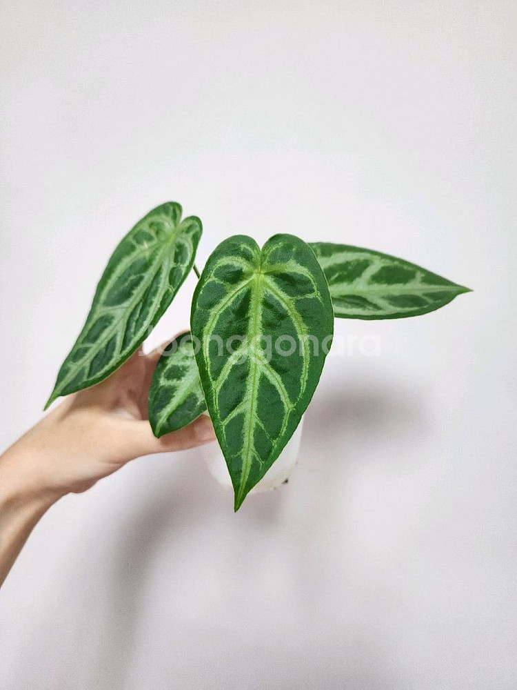 안스리움 실버 맥스--0