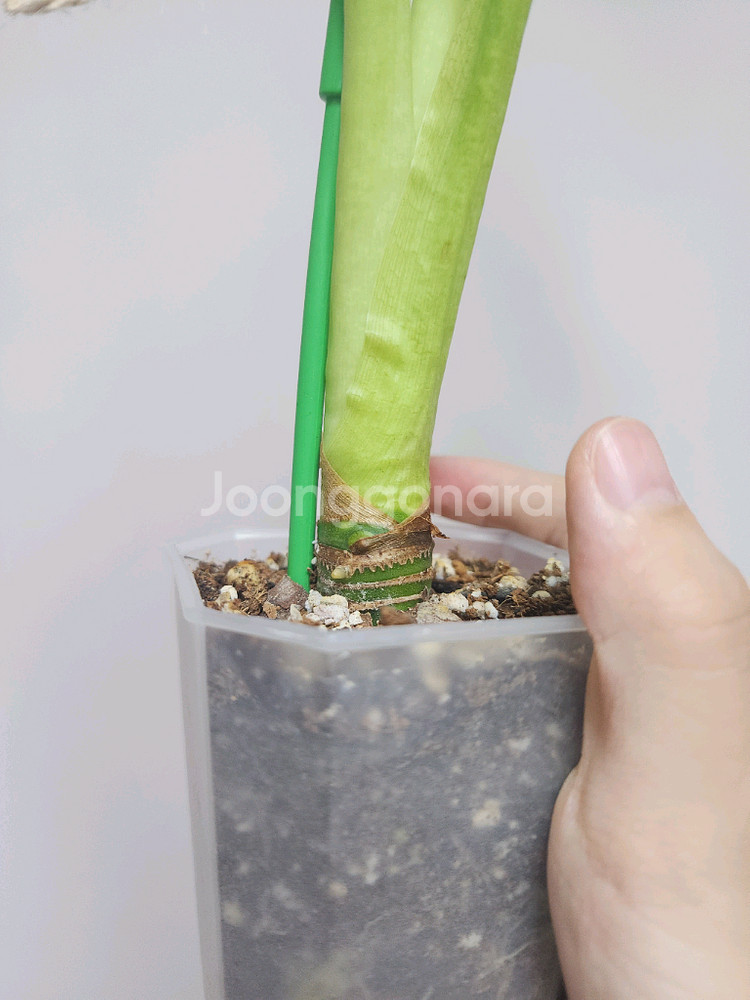 알로카시아 무늬프라이덱 중품(무늬 회복중)--2