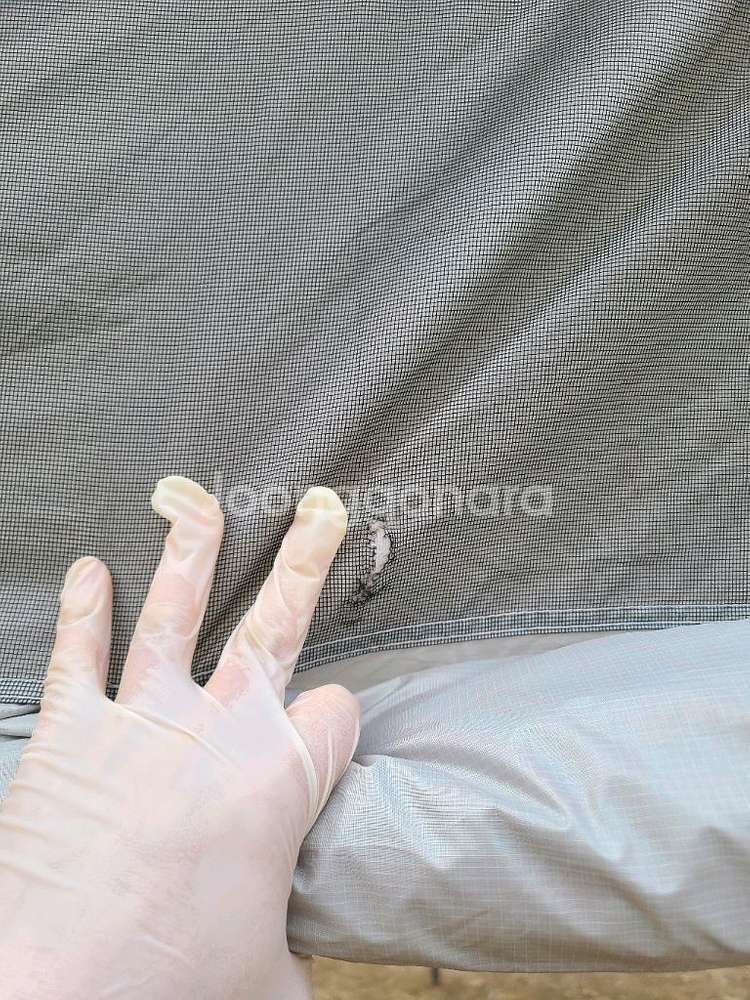 캠핑퍼스트 타프쉘 퍼스트쉘 풀셋 체리색상--2