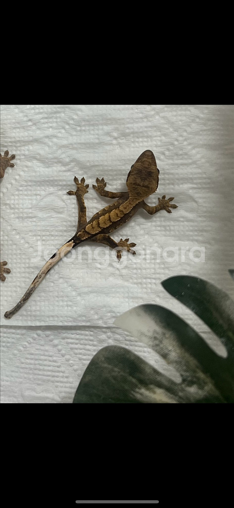 크레스티드게코--0