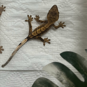 크레스티드게코
