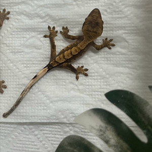 크레스티드게코