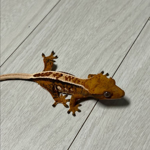 크레스티드 게코 암컷