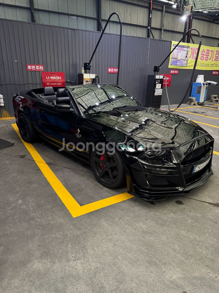 mustang--3