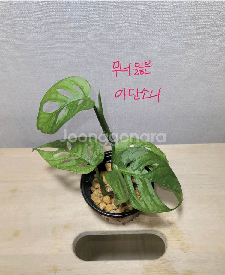 아단소니,네온싱고니움,크테난테아마그리스--1