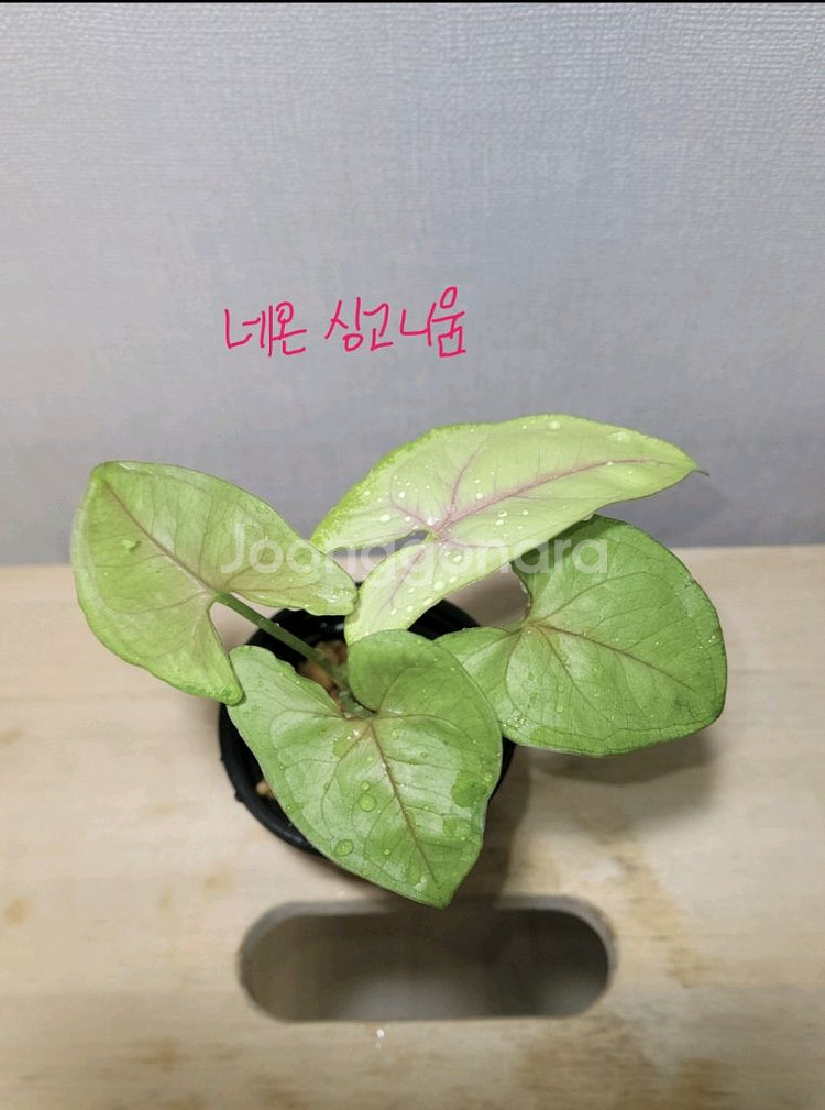아단소니,네온싱고니움,크테난테아마그리스--2