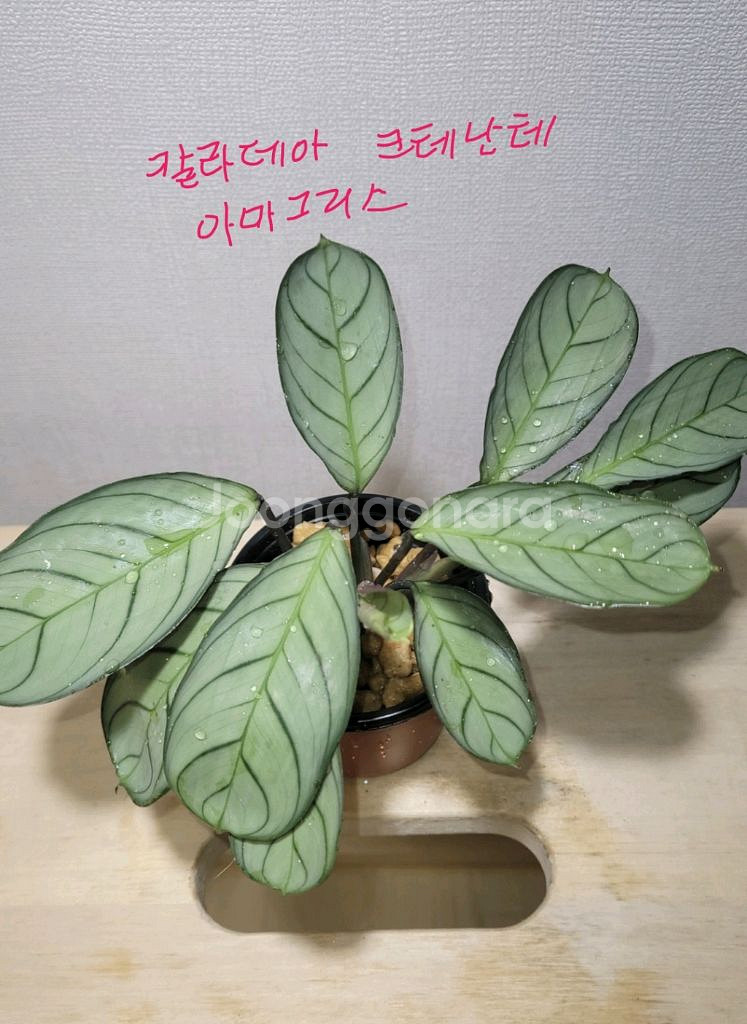 아단소니,네온싱고니움,크테난테아마그리스--3