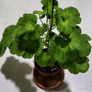 제라늄 솔베이그(러시아)