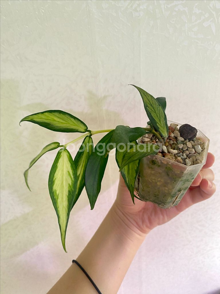 호야 폴리네우라 이너바리에가타--3