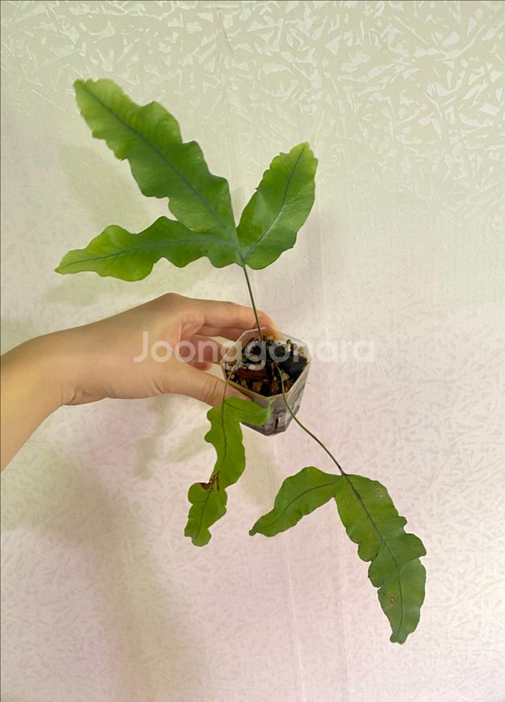 대왕토끼발고사리--0