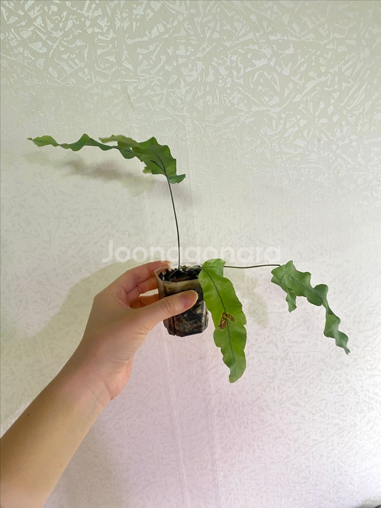 대왕토끼발고사리--1