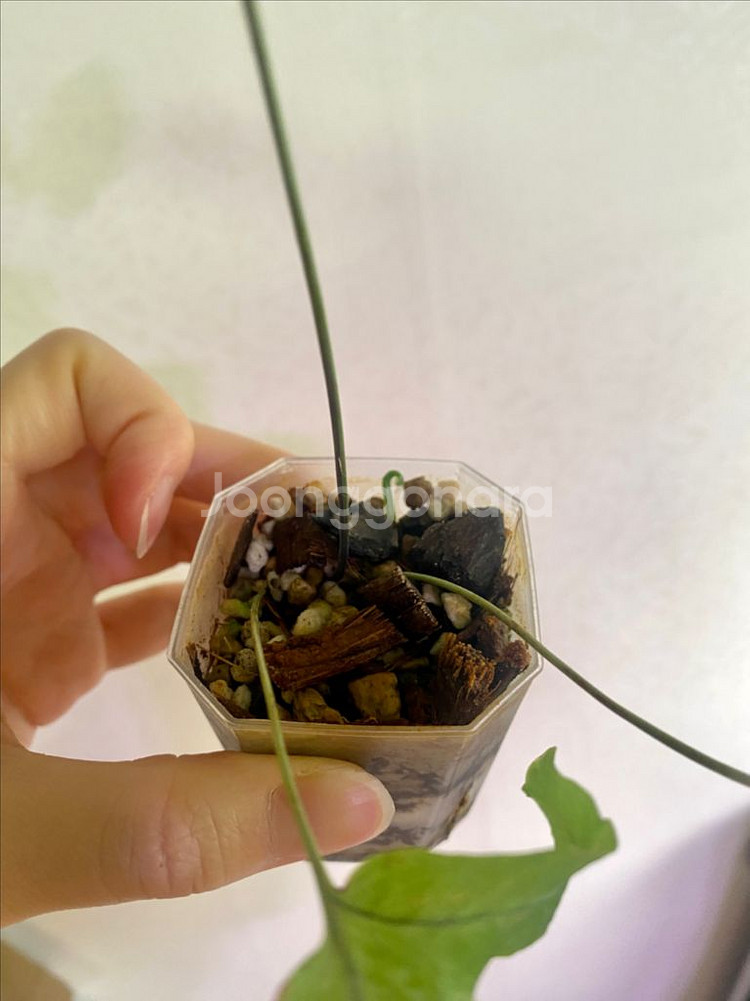 대왕토끼발고사리--4