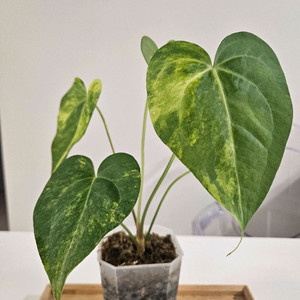 무천이 안스리움 클라리네비움 바리에가타