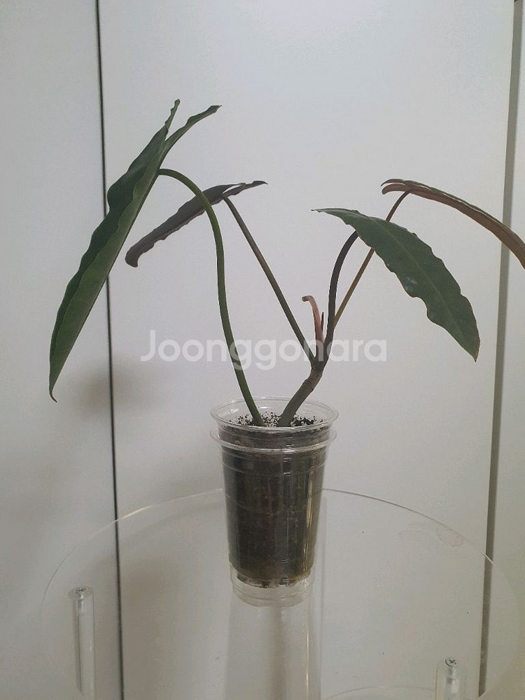 필로덴드론 아타바포엔스x빌리에티에--2