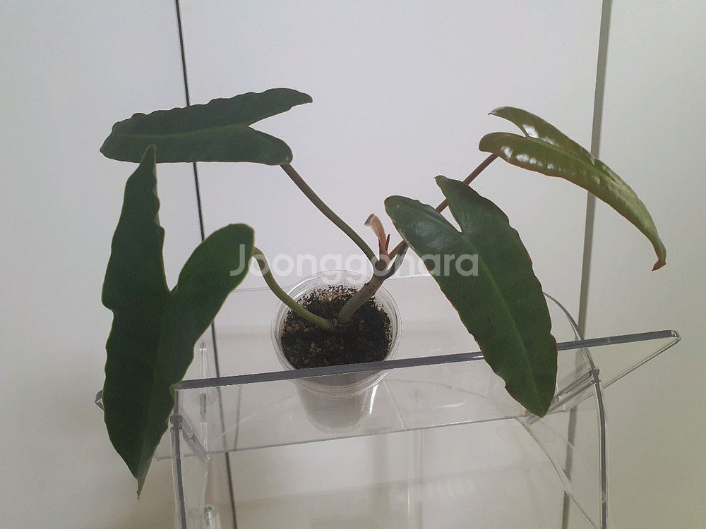 필로덴드론 아타바포엔스x빌리에티에--3