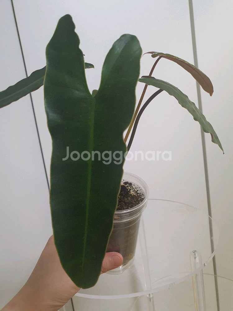 필로덴드론 아타바포엔스x빌리에티에--0