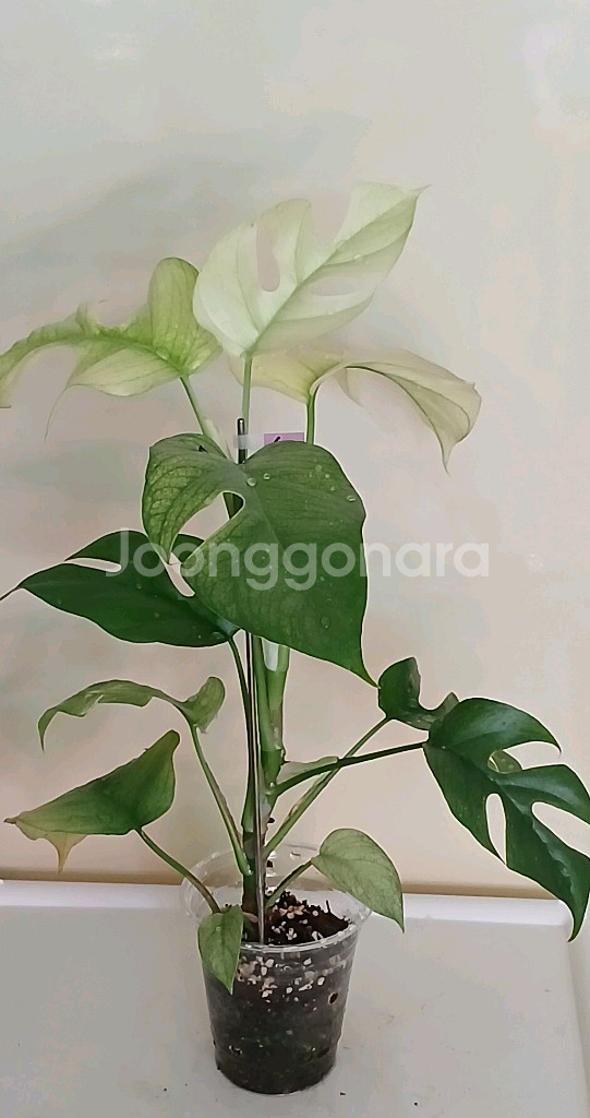 풀민트 히메 몬스테라,몬스테라--0
