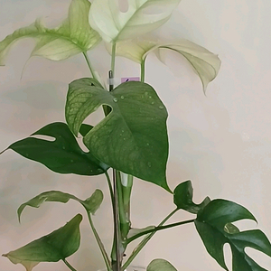 풀민트 히메 몬스테라,몬스테라
