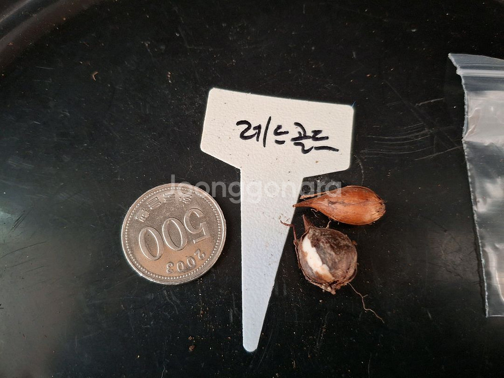 사랑초구근 레드골드2구--2