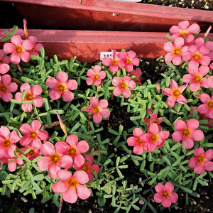 사랑초구근 레드골드2구