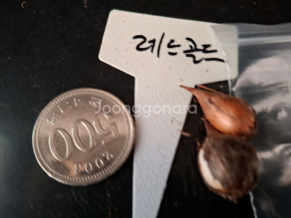 사랑초구근 레드골드2구--3