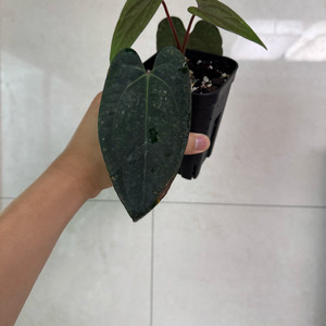 안스리움 에오스 다크폼 하이브리드 촉 두개