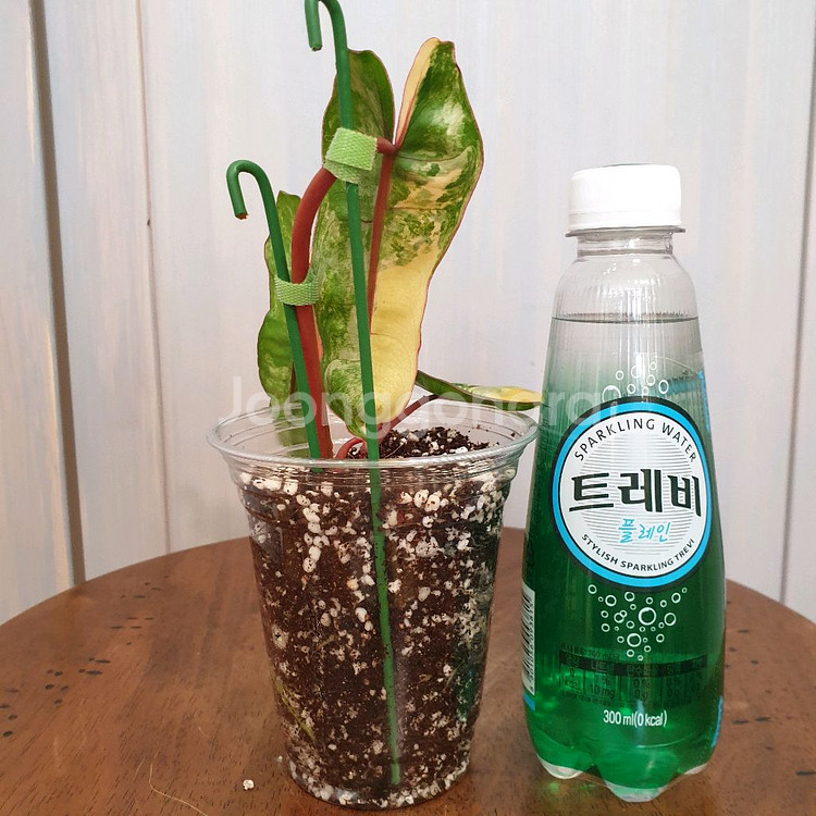 필로덴드론 빌리에티에 바리에가타 #조배X#잎15cm--2