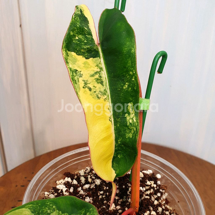 필로덴드론 빌리에티에 바리에가타 #조배X#잎15cm--8