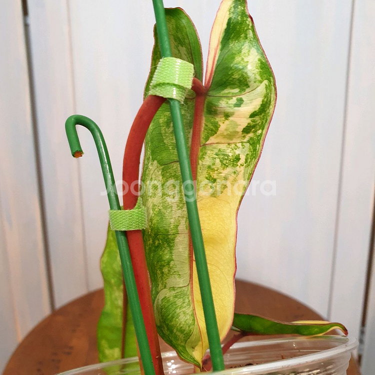 필로덴드론 빌리에티에 바리에가타 #조배X#잎15cm--9