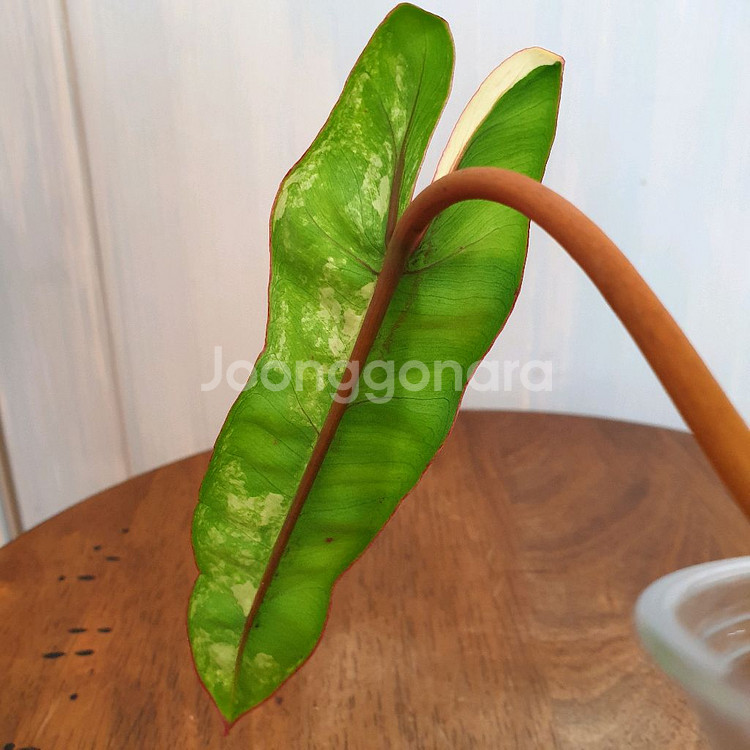 필로덴드론 빌리에티에 바리에가타 #조배X#잎15cm--7
