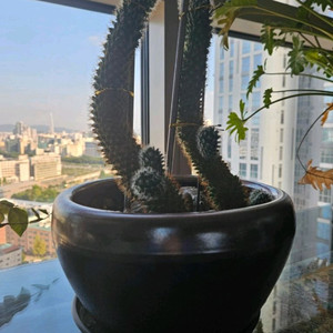 [고급 화분] 선인장