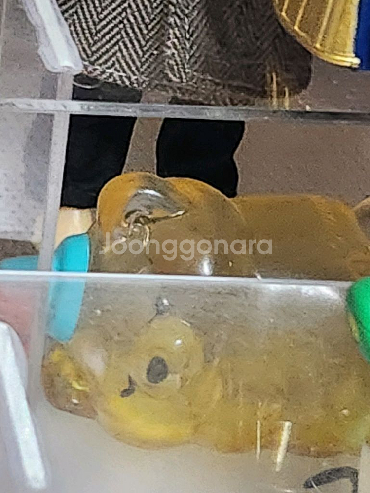 벌꿀 곰 가챠--1